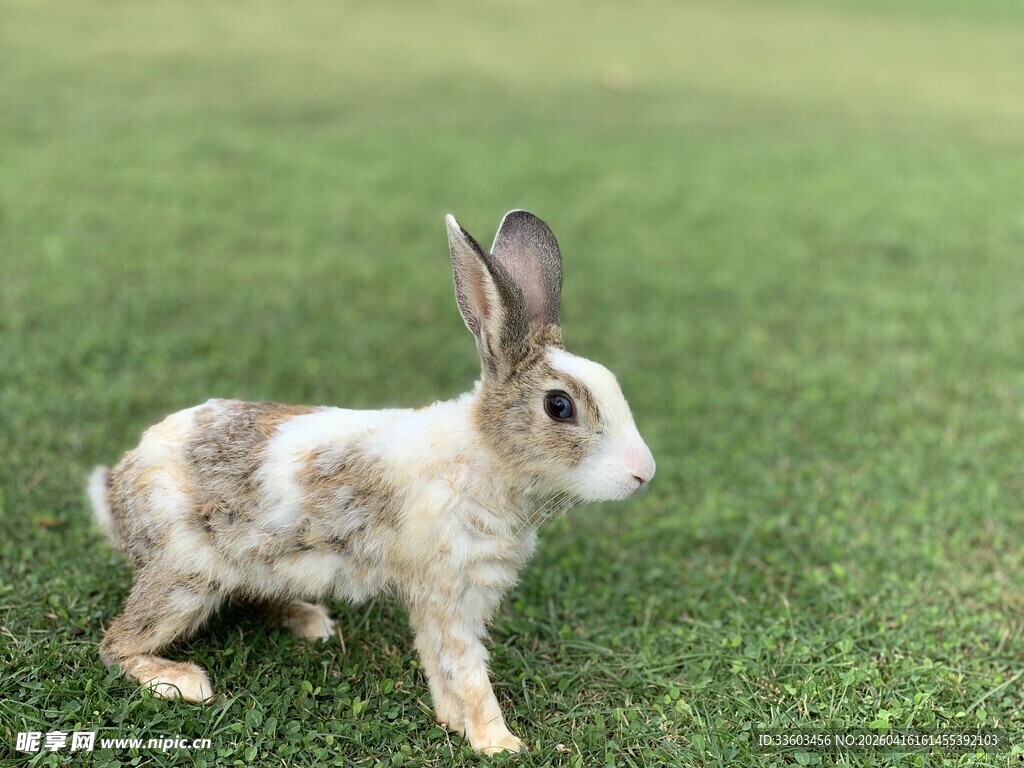 草地上的可爱斑点小兔子