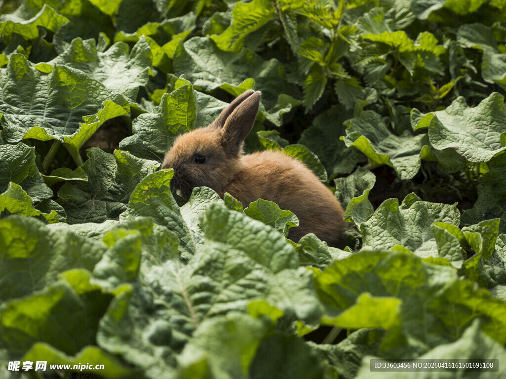 草丛中的可爱小兔子