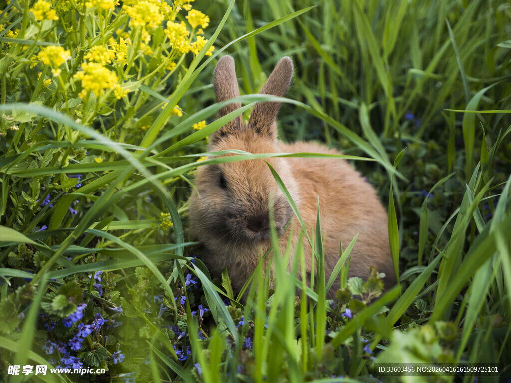 草丛中的棕色小兔