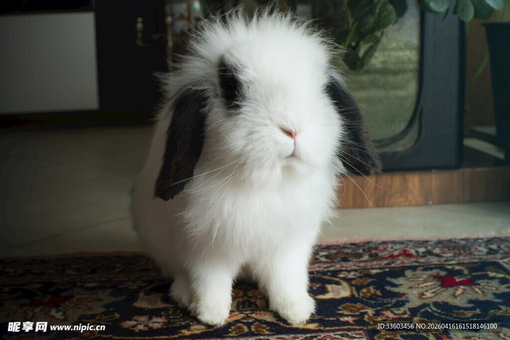 可爱垂耳兔坐于地毯上