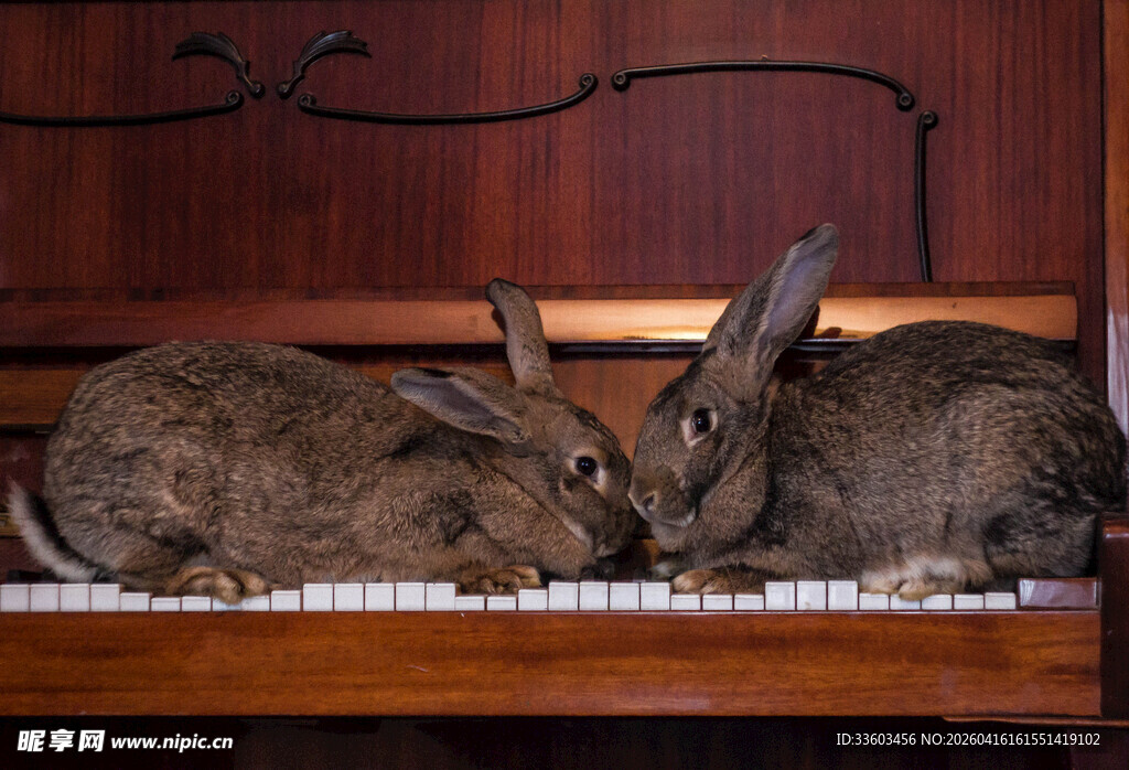 两只依偎的兔子