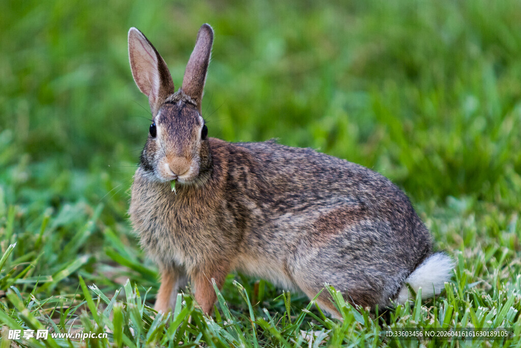 草地上的可爱野兔