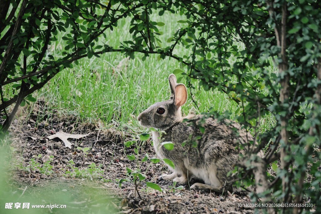 草丛中的野兔