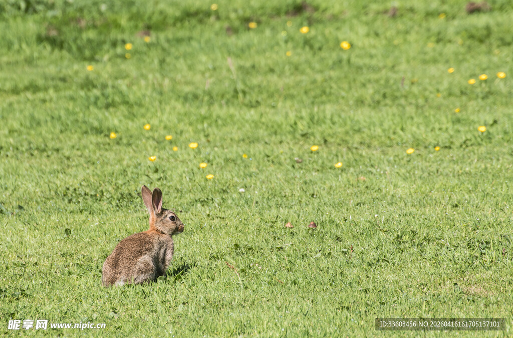 草地上的可爱野兔