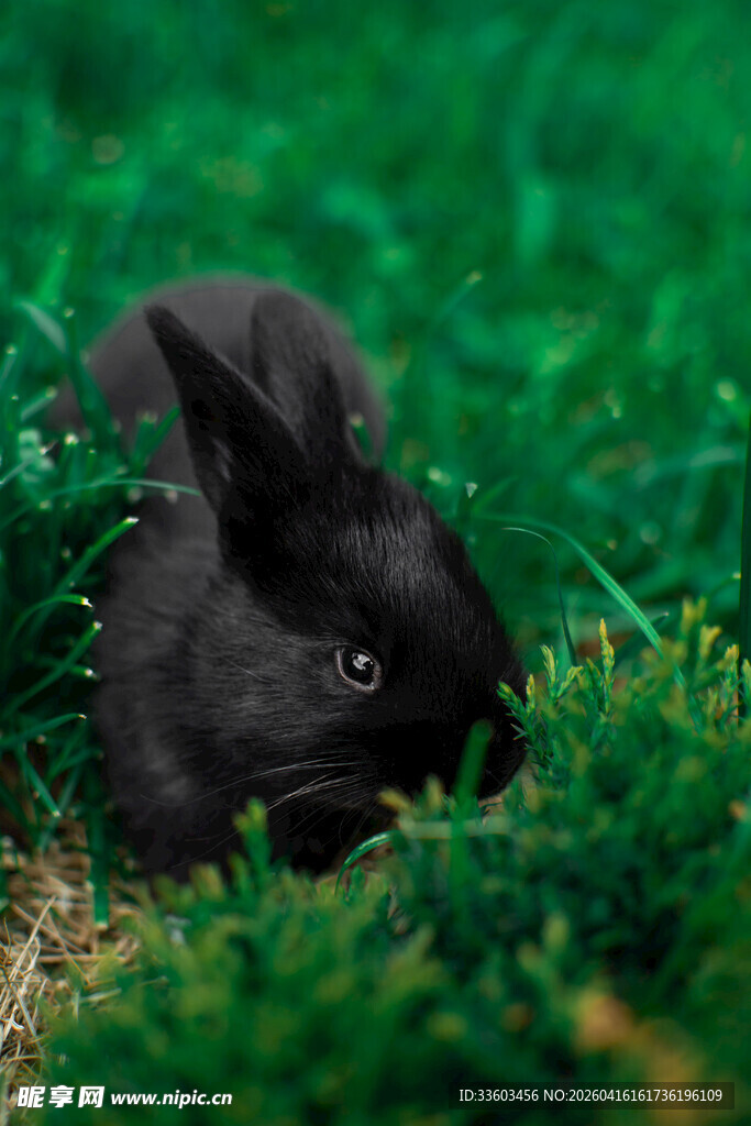 草丛中的黑兔子