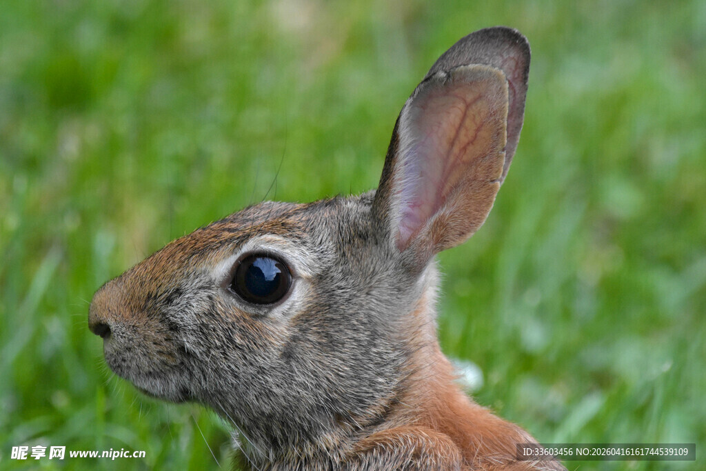 草地上的可爱灰毛兔