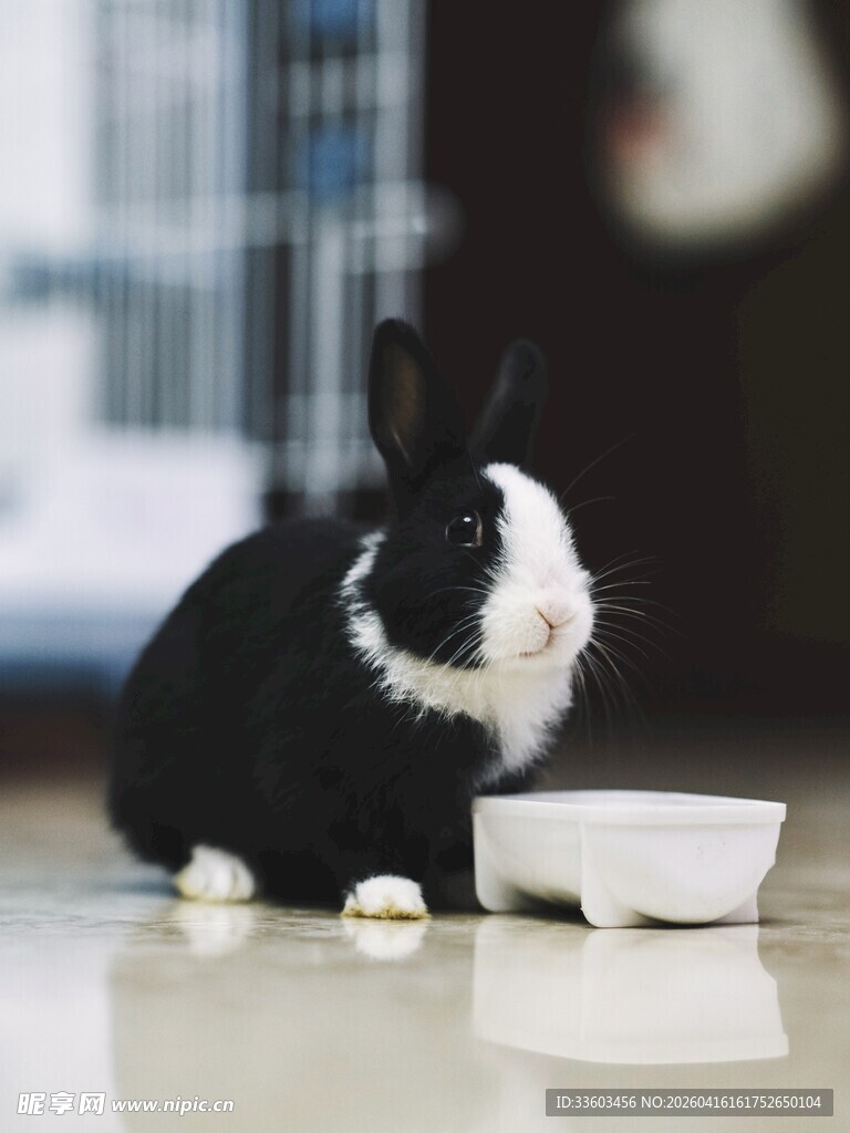 黑白萌兔与食碗