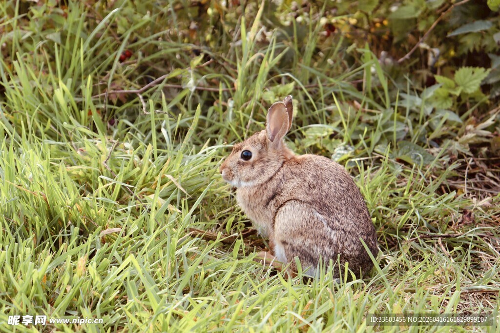 草丛中的可爱小兔子