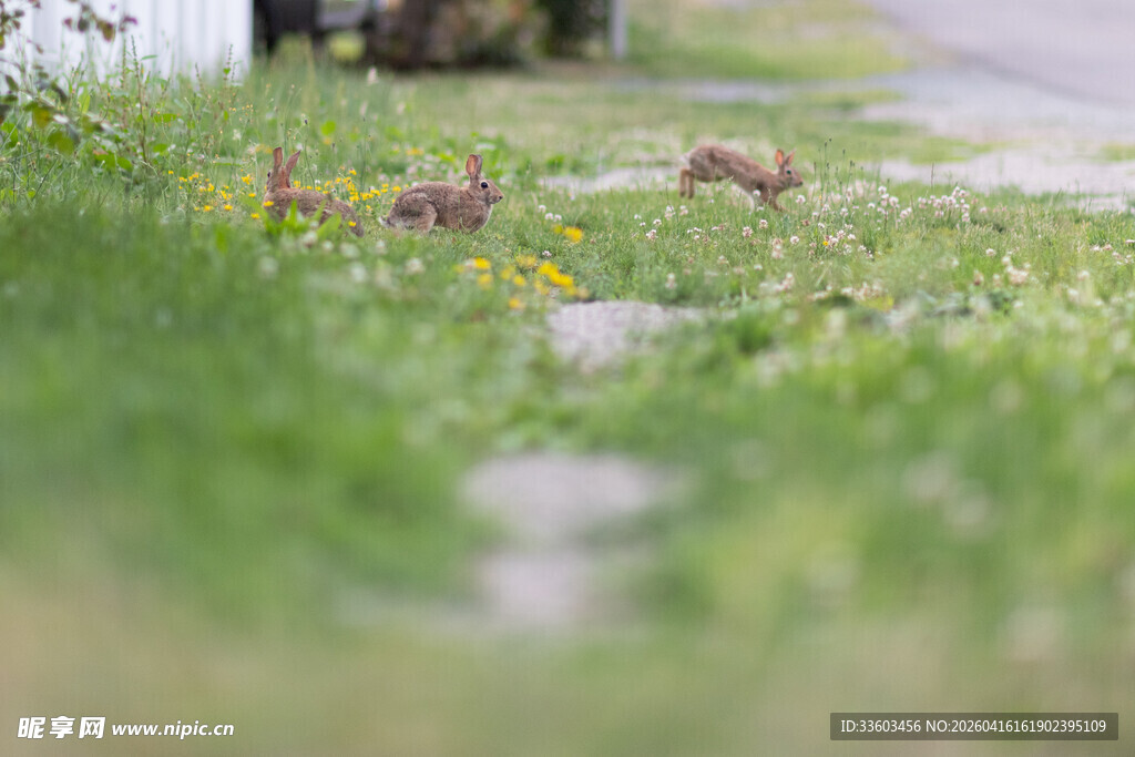 草地上的几只小动物