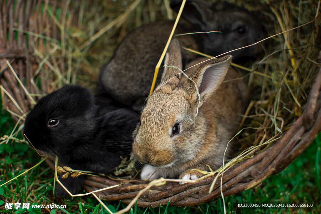 草篮中的可爱小兔子