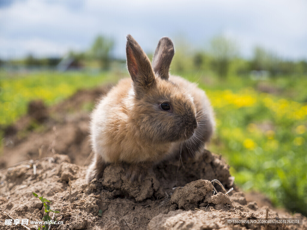 田野中休憩的可爱小兔子