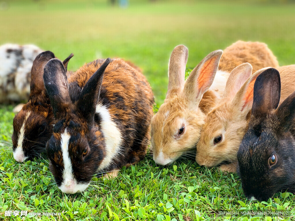草地上的可爱兔子群