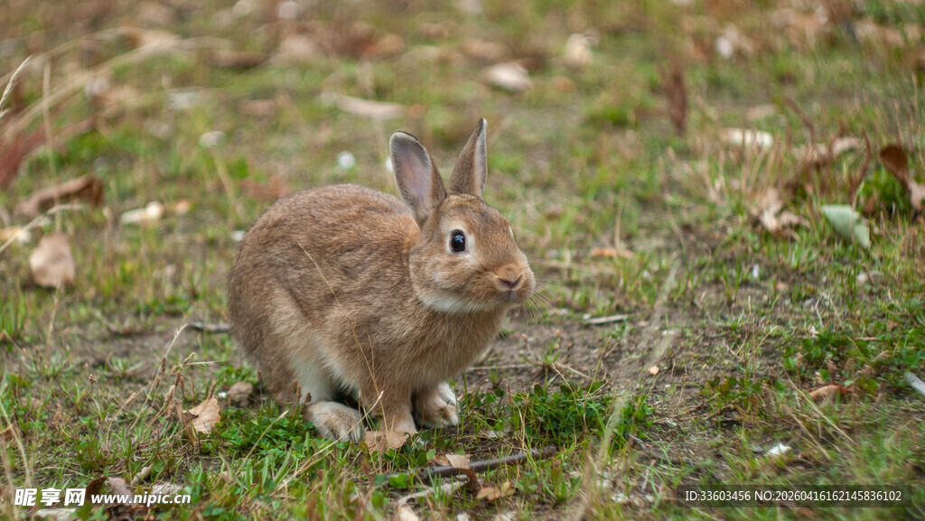 草地上的可爱棕色野兔