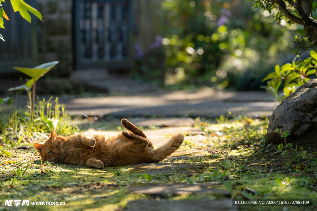草地上惬意翻滚的猫咪