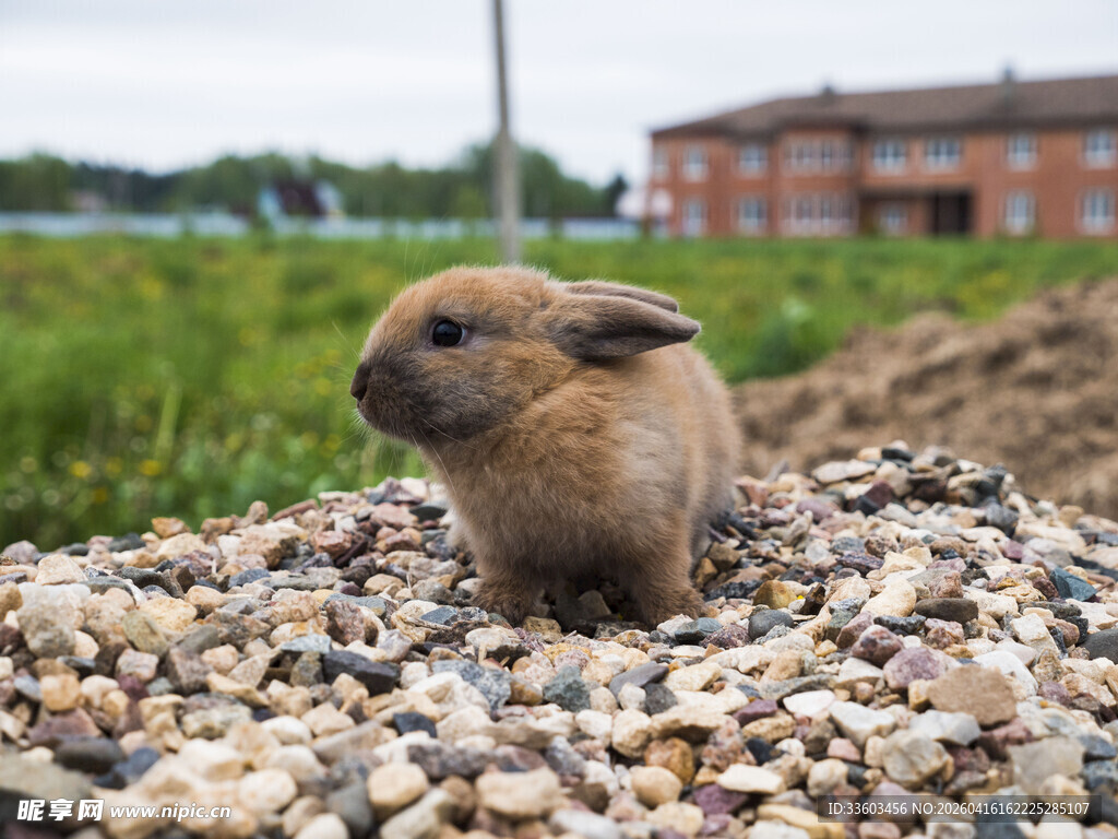 碎石上的可爱小兔子