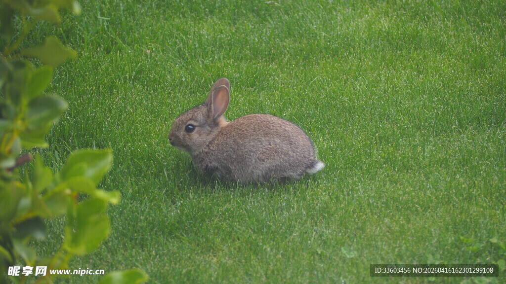 草地上的可爱灰兔子