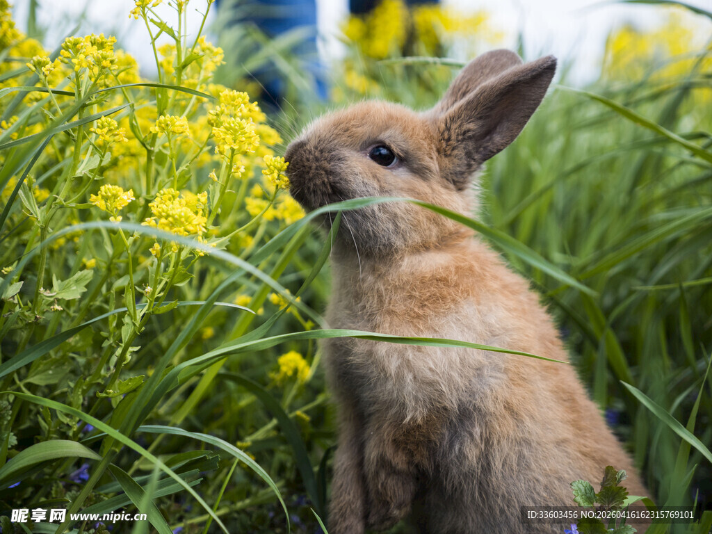 草丛中的可爱小兔子
