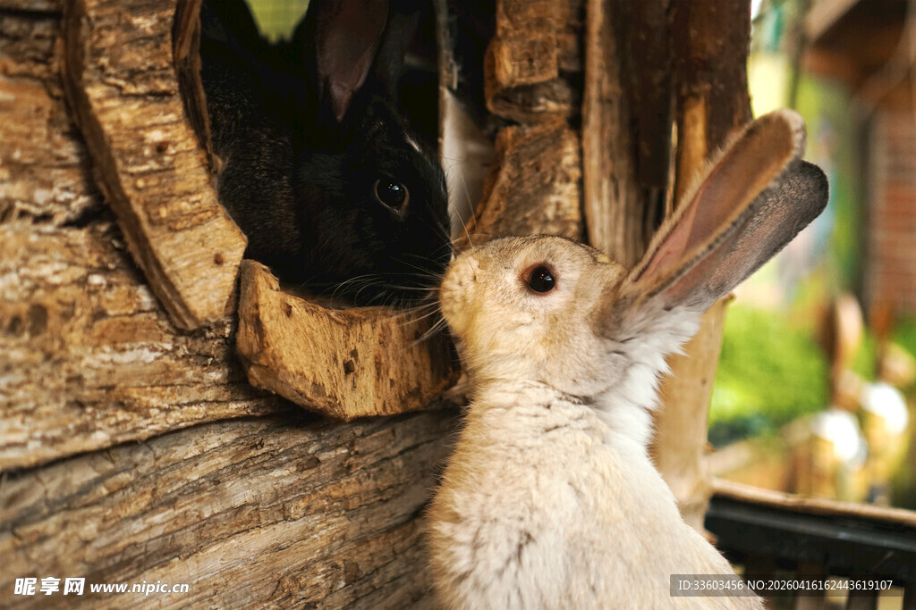 树洞旁的可爱兔子