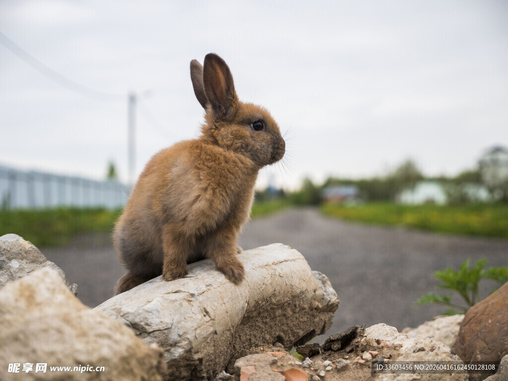 岩石上的棕色兔子