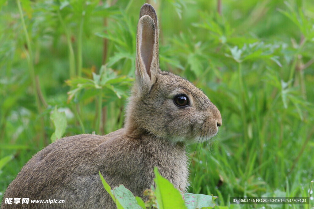 草丛中的灰兔