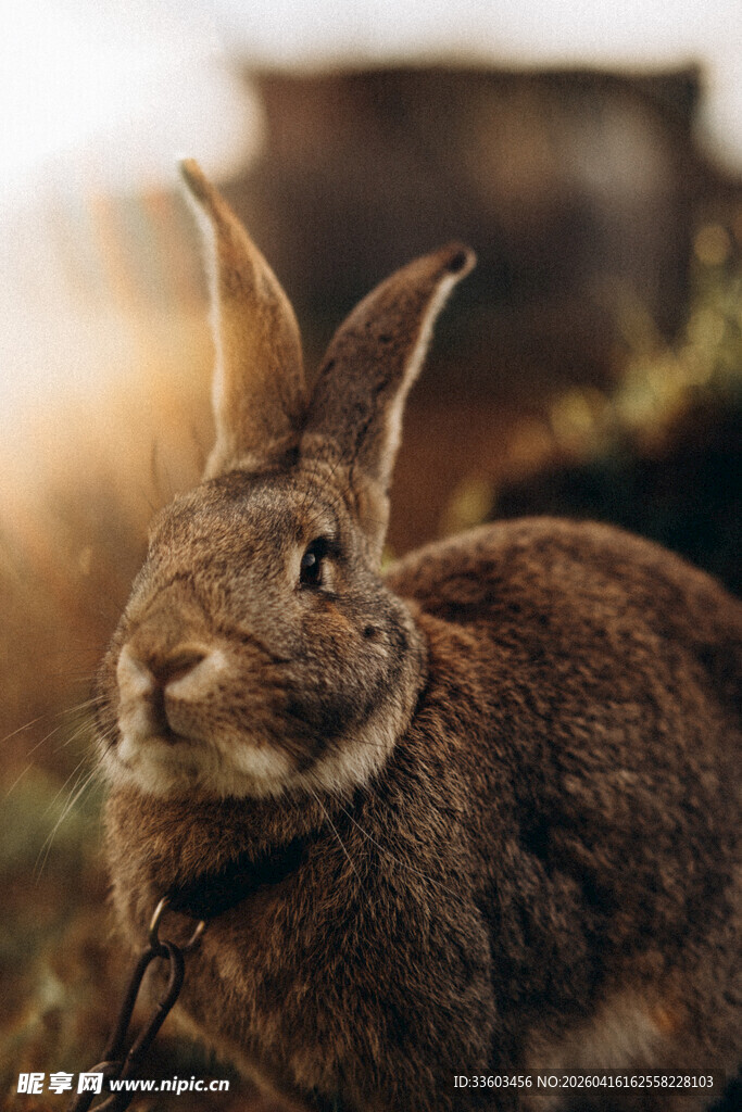 野外棕色野兔特写