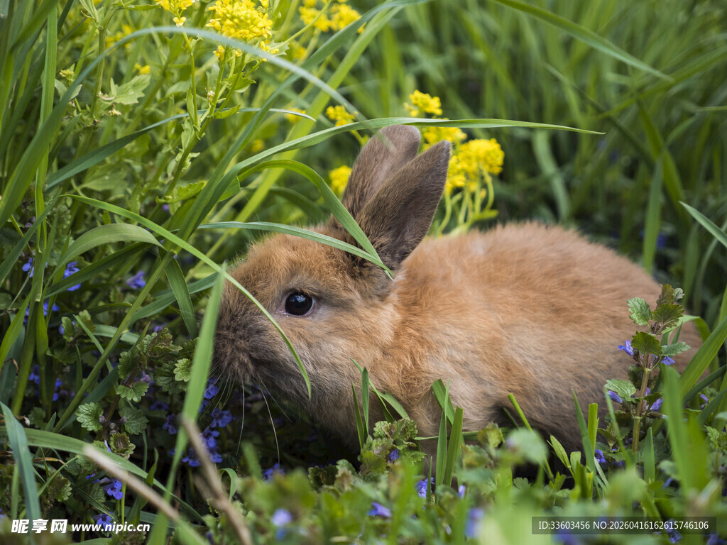 草丛中可爱的小兔子