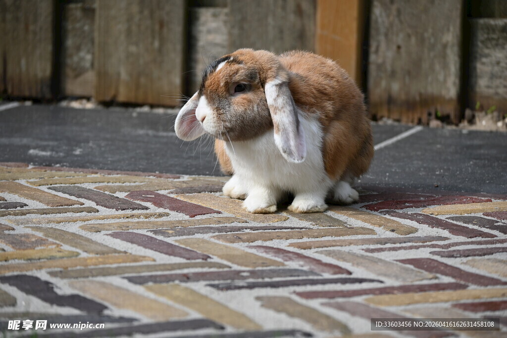 可爱垂耳兔于多彩地面