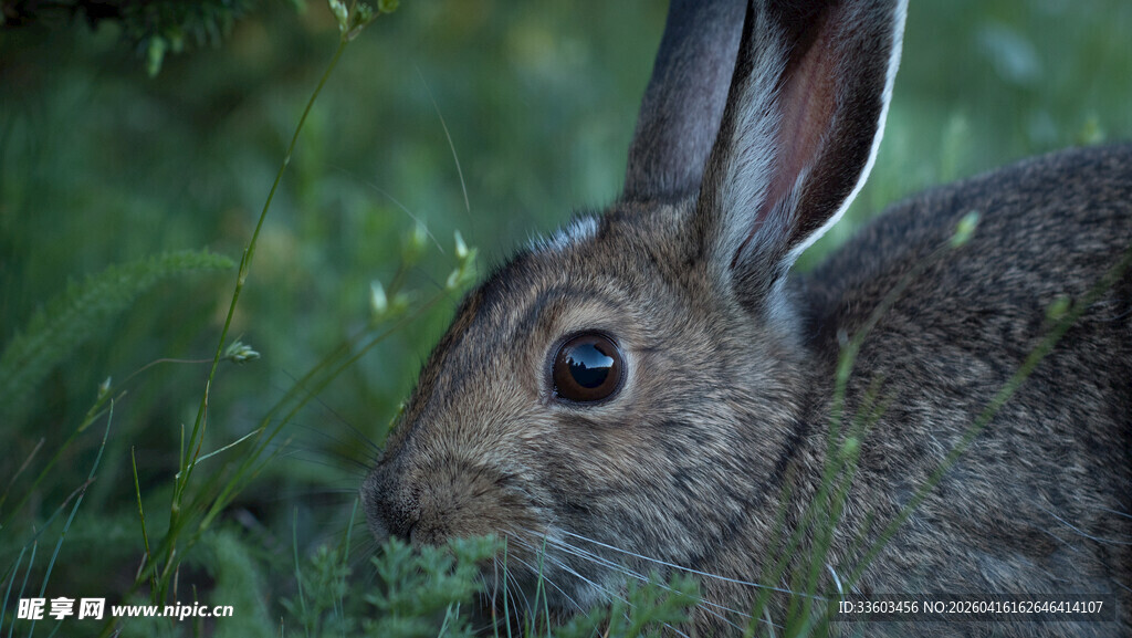 草丛中的灰兔
