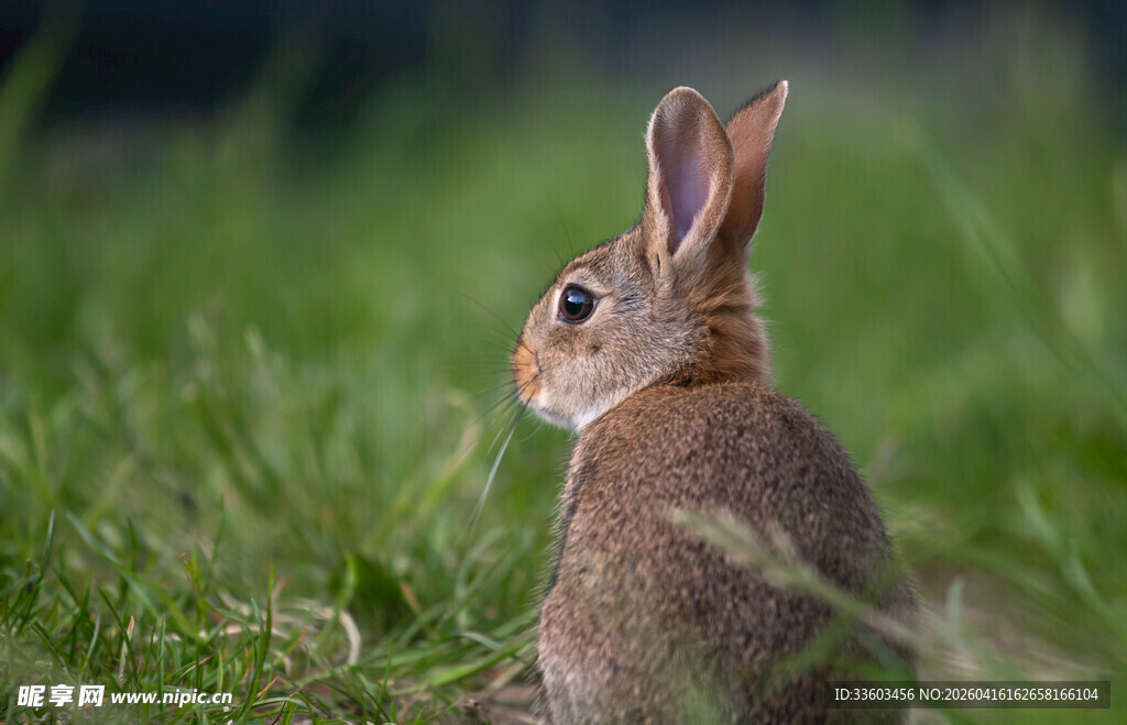 草地上的可爱野兔