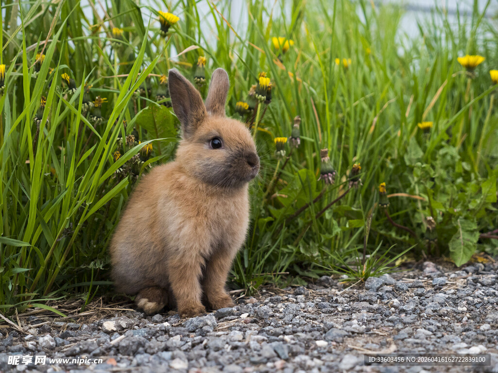 草丛边的可爱小兔子