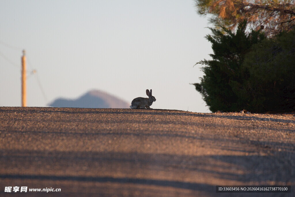 公路上的野兔