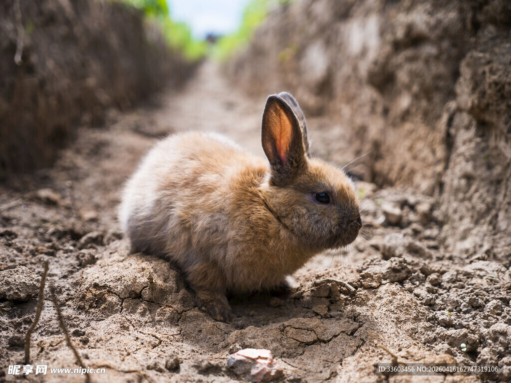 田野中的棕色小兔子