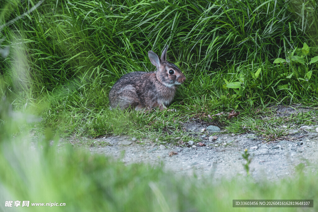 草丛中的野兔