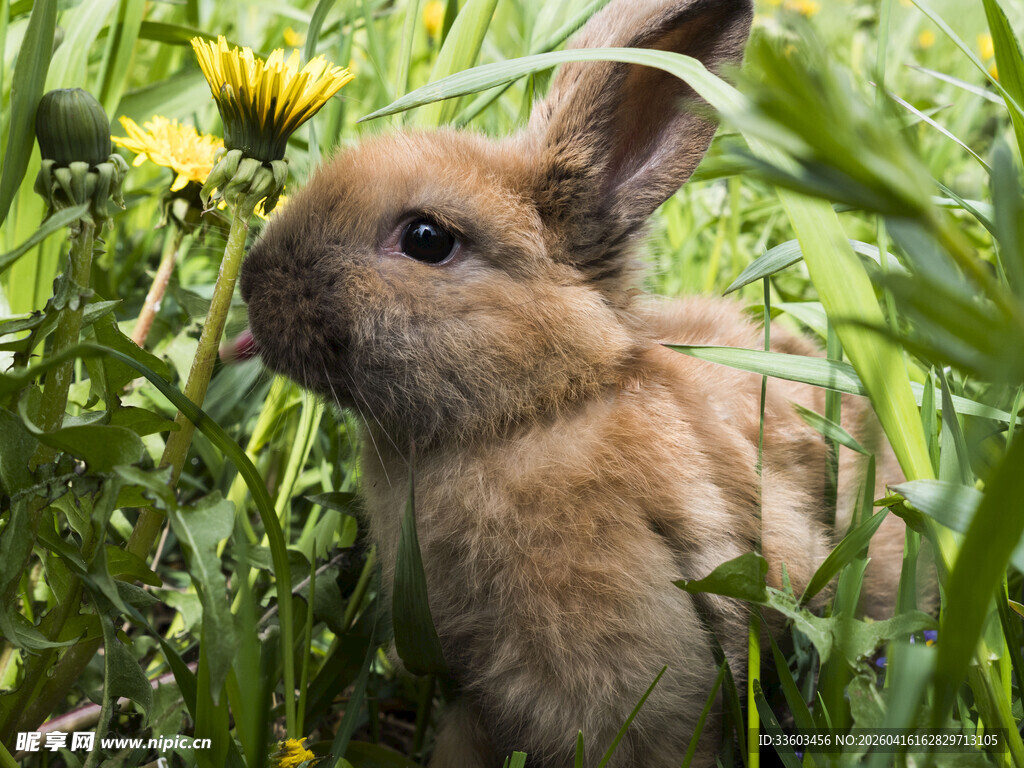草丛中的可爱小兔