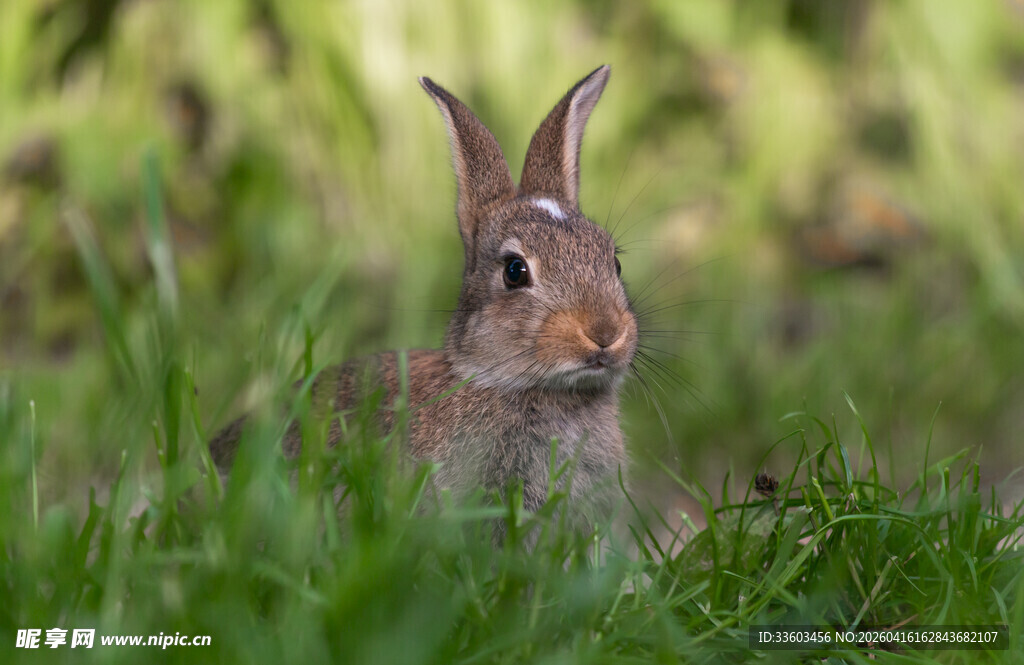 草丛中的可爱野兔
