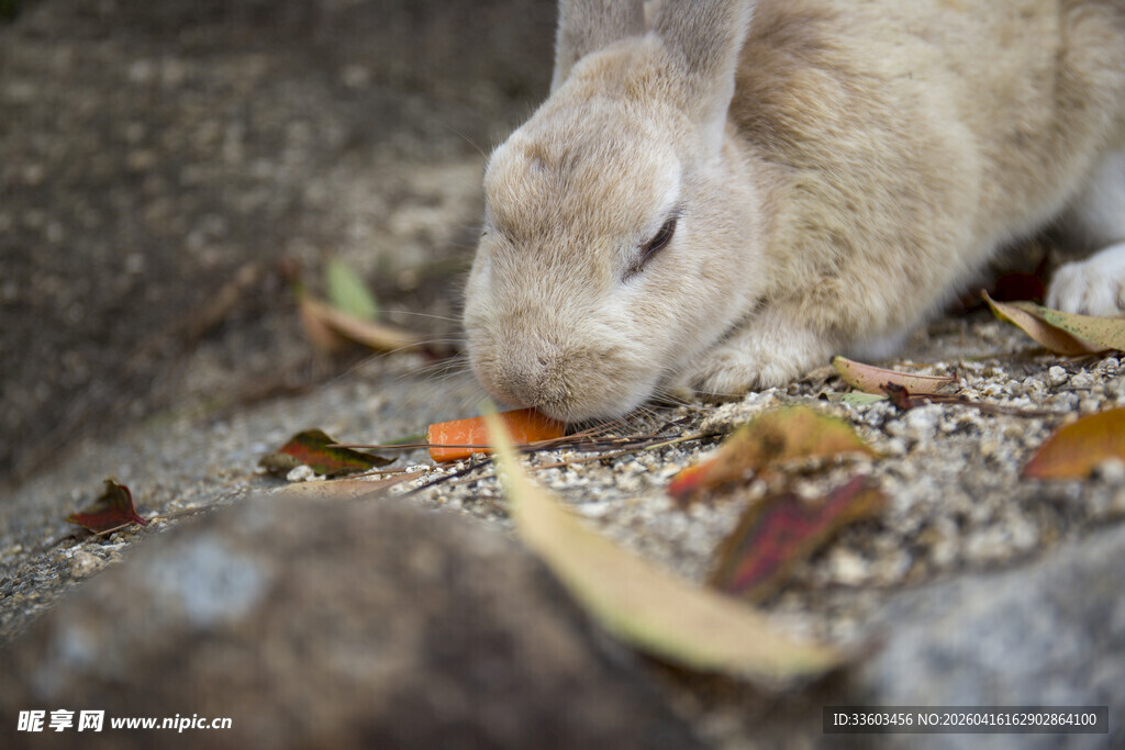 兔子低头嗅闻地上落叶
