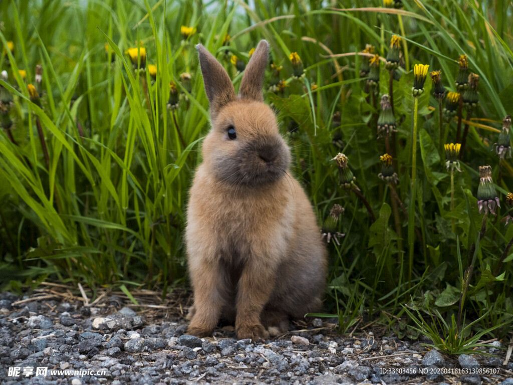 草地上的可爱棕色小兔子