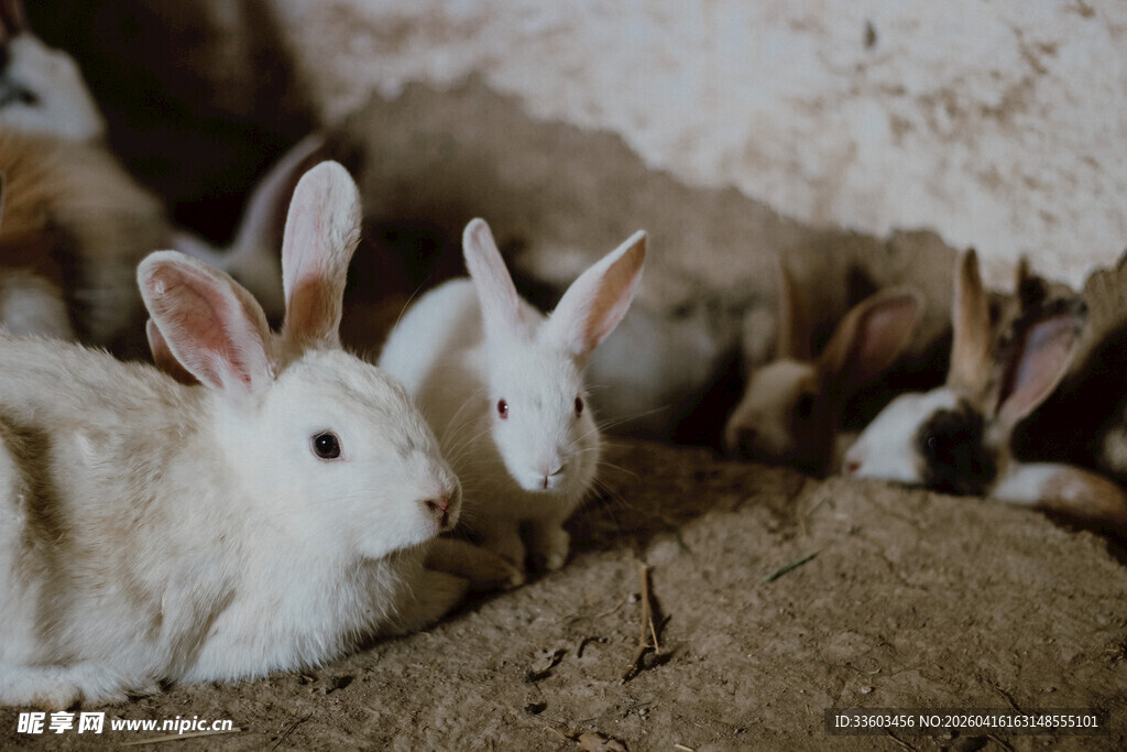 一群白兔在洞穴中