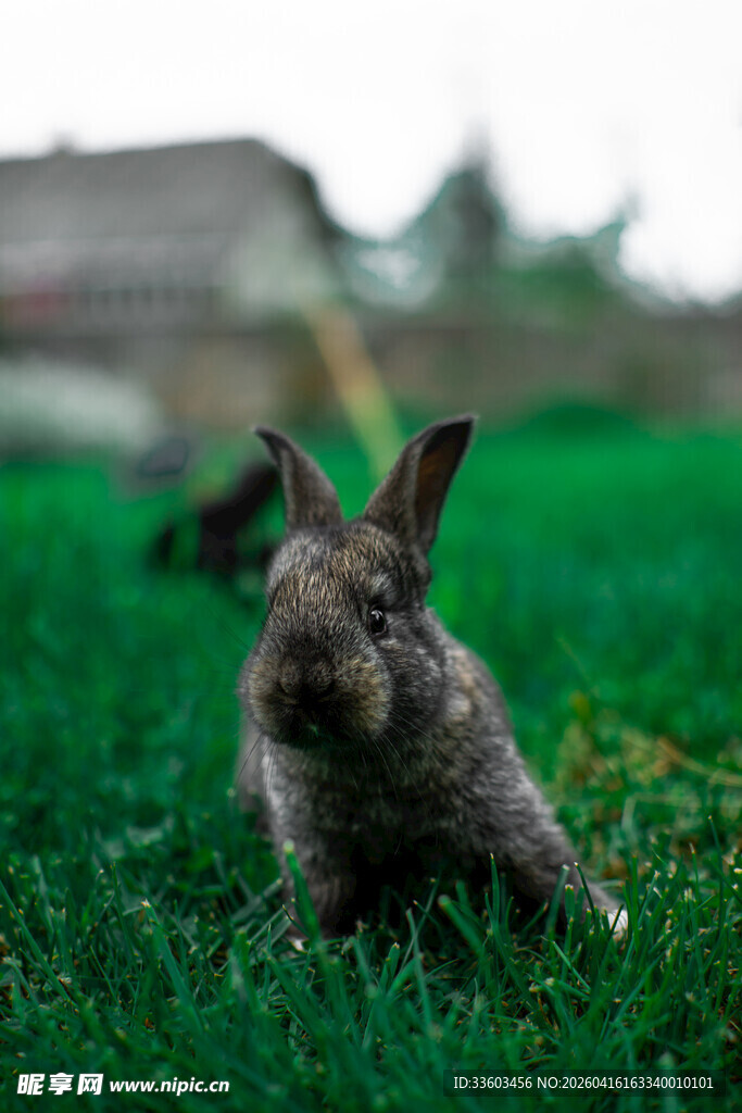 草地上的可爱灰兔子