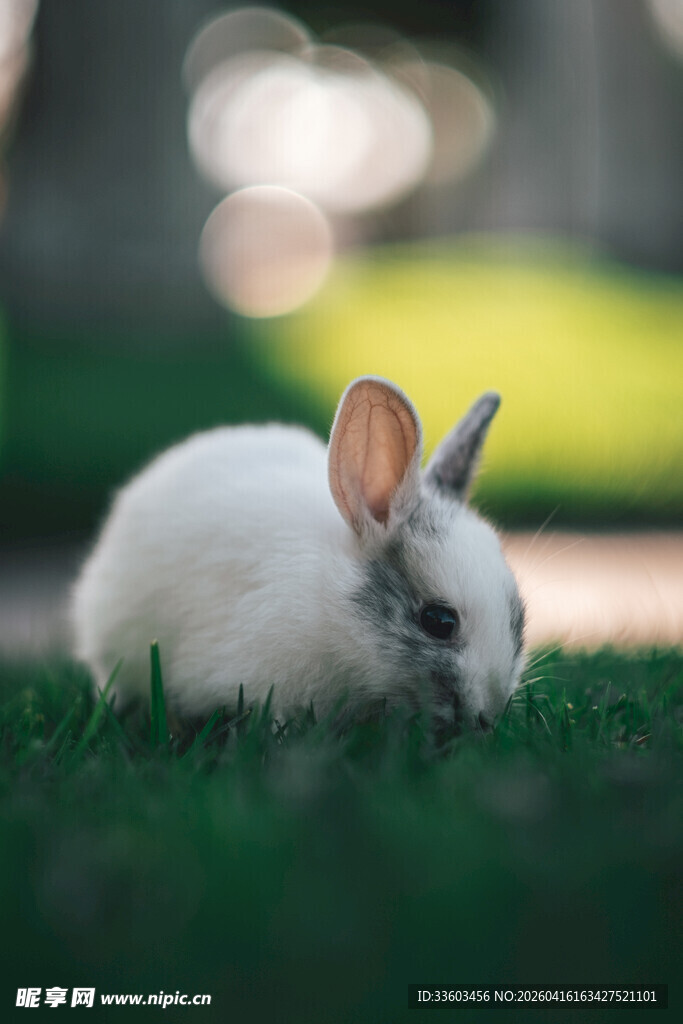草地上的可爱小白兔