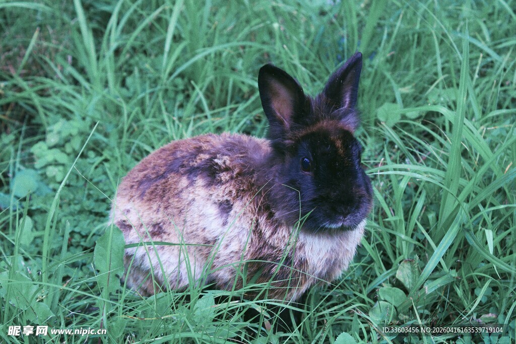草地上的可爱兔子