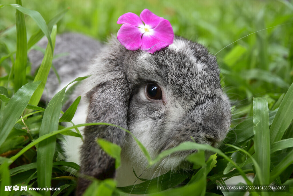 花丛中的可爱灰毛小兔