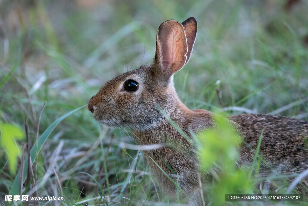 草丛中的野兔