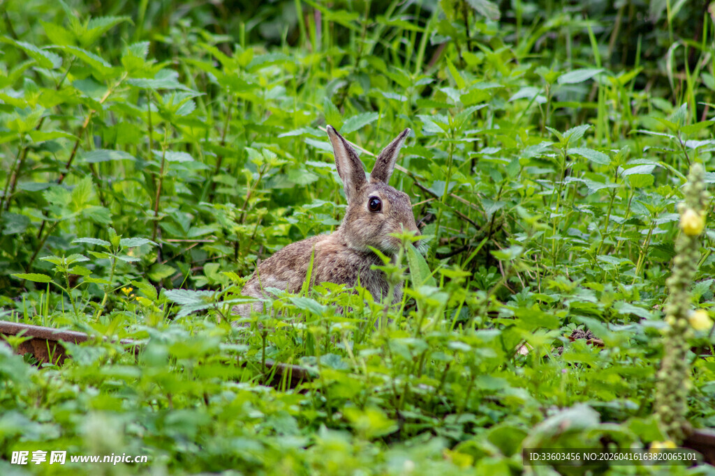 草丛中的野兔