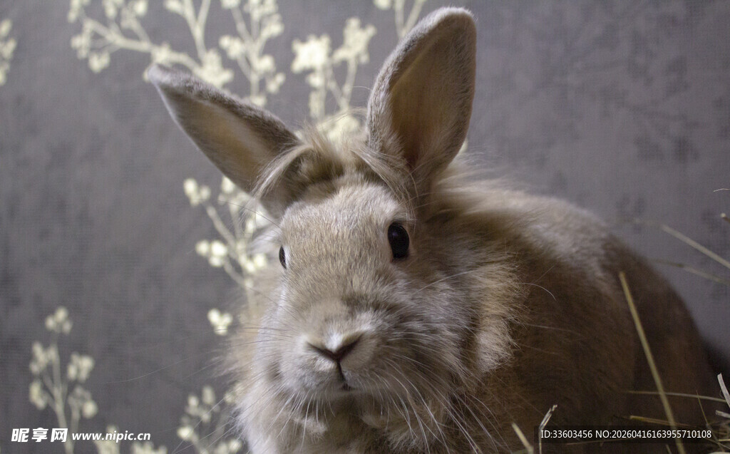 可爱灰兔置身花草间