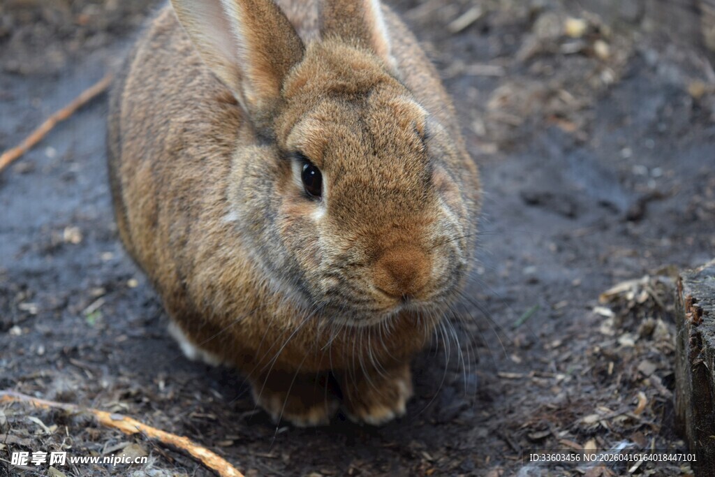 蹲坐的灰褐色可爱小兔子