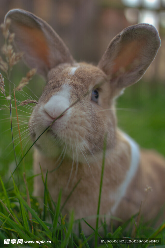 草地上的可爱萌兔