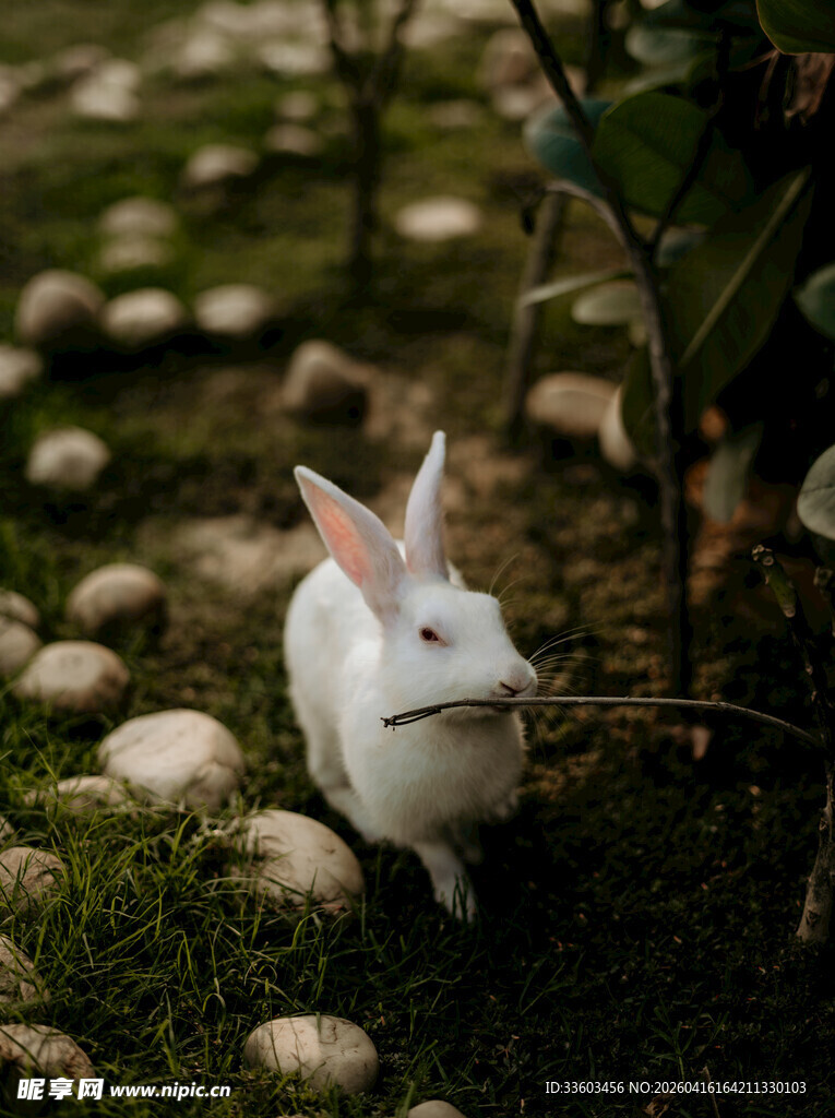 草地上的可爱白兔