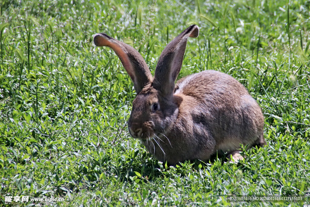 草地上的大耳野兔