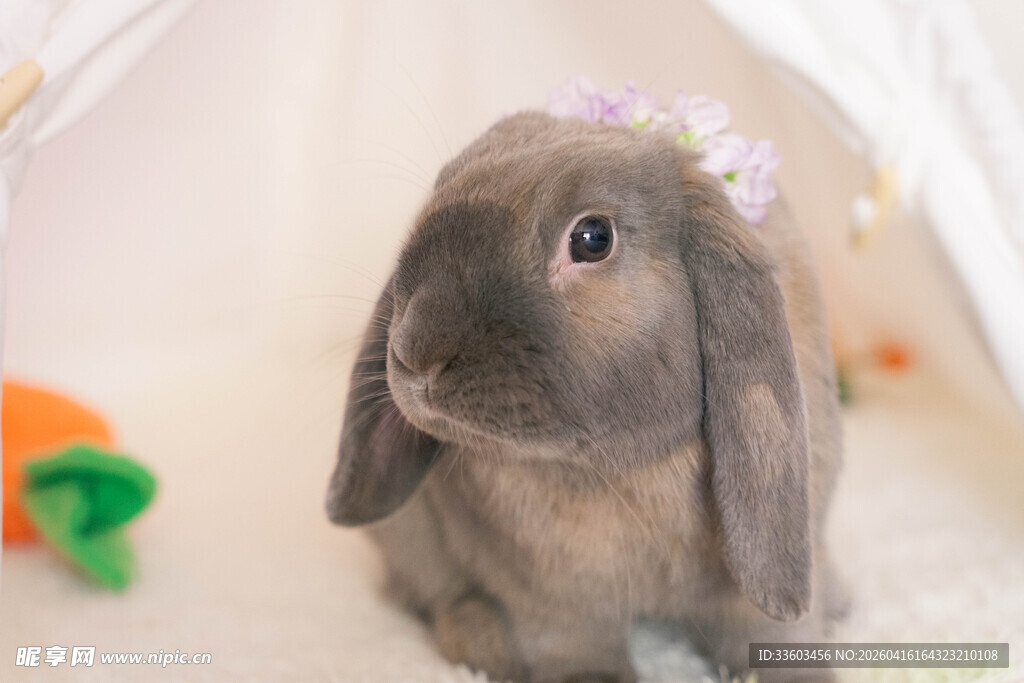 头戴花环的可爱小灰兔